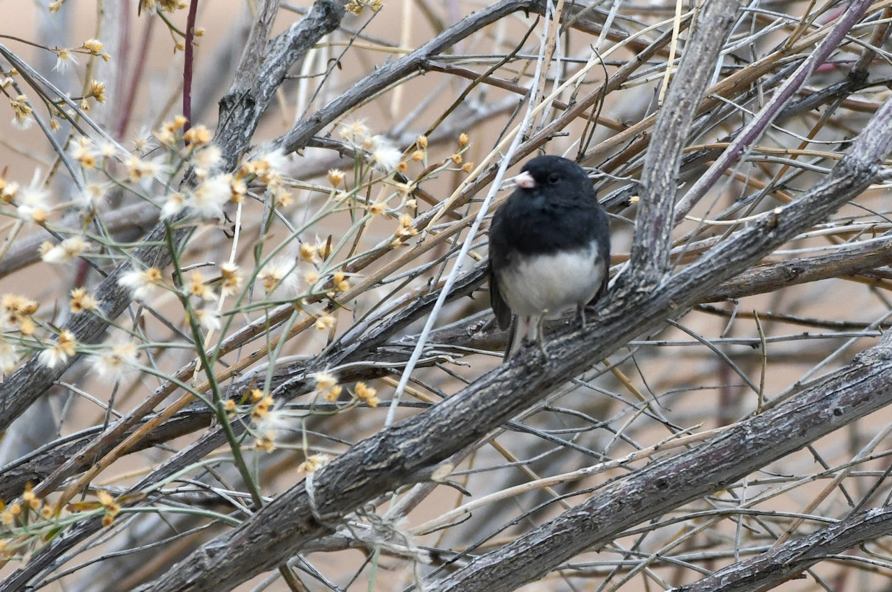 Black Phoebe