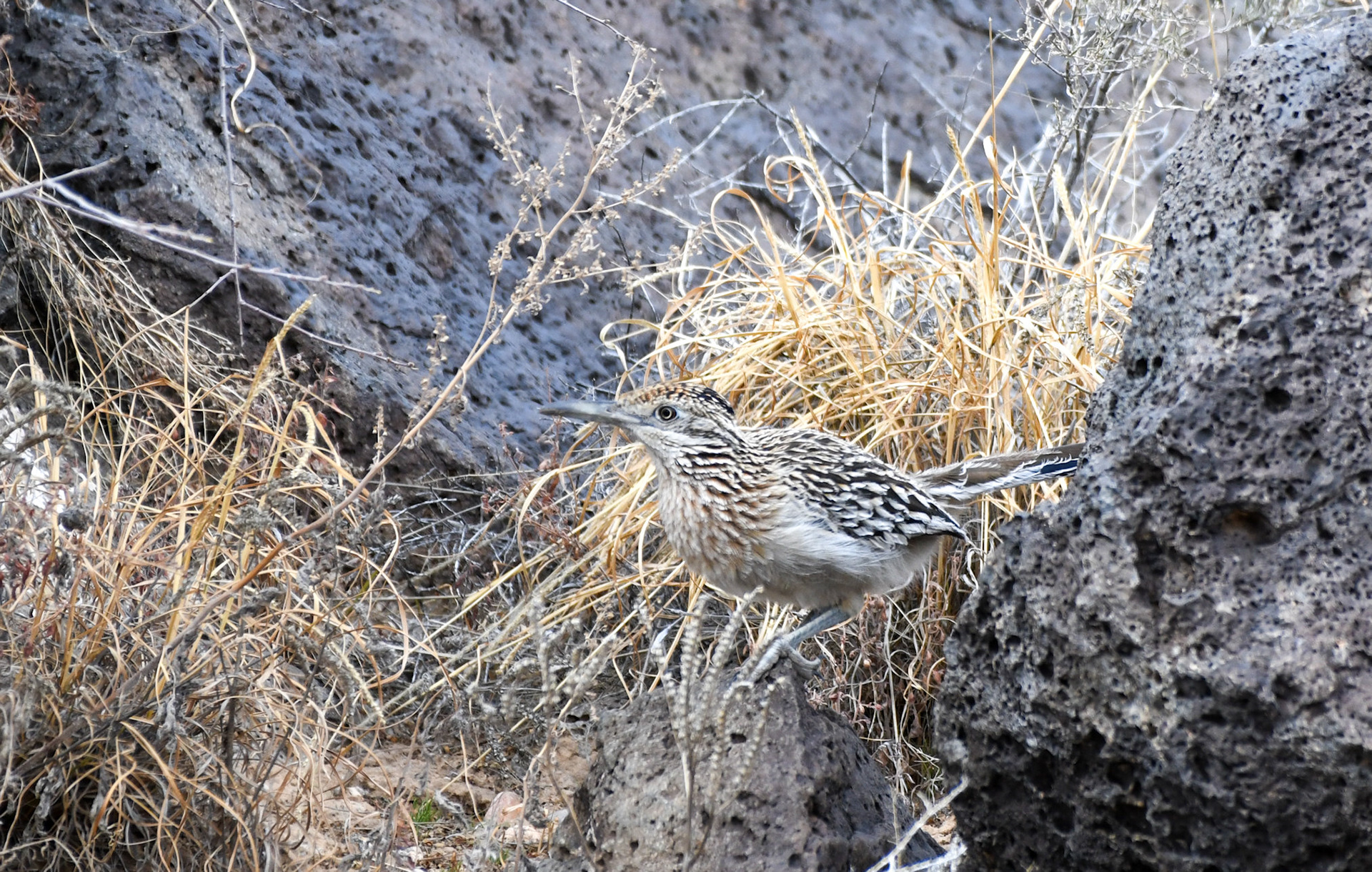 Greater Roadrunner