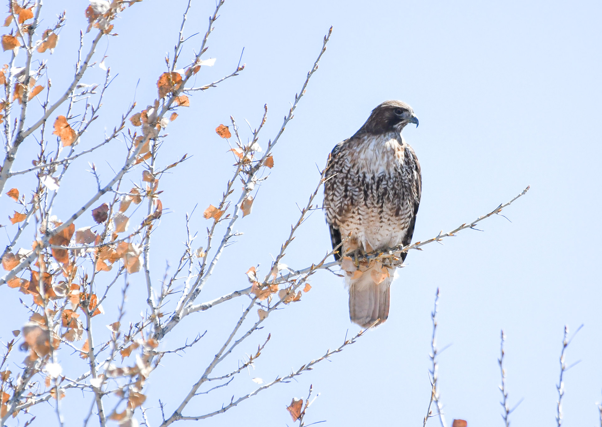 Red-tailed Hawk