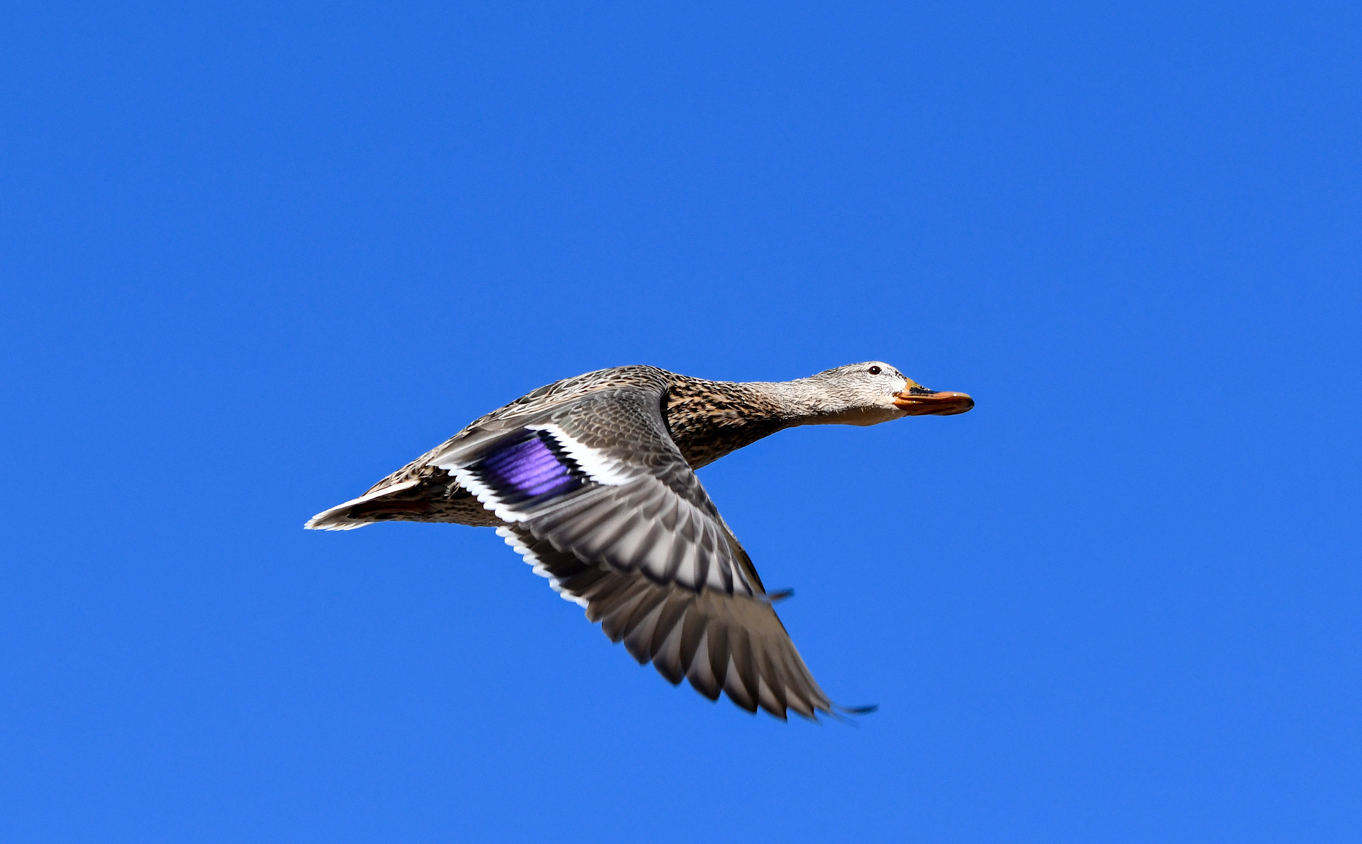Mallard