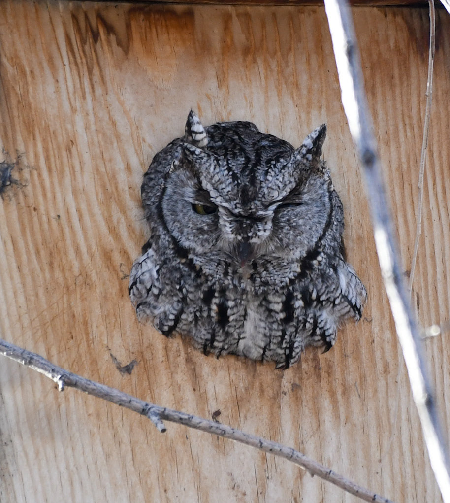 Western Screech Owl