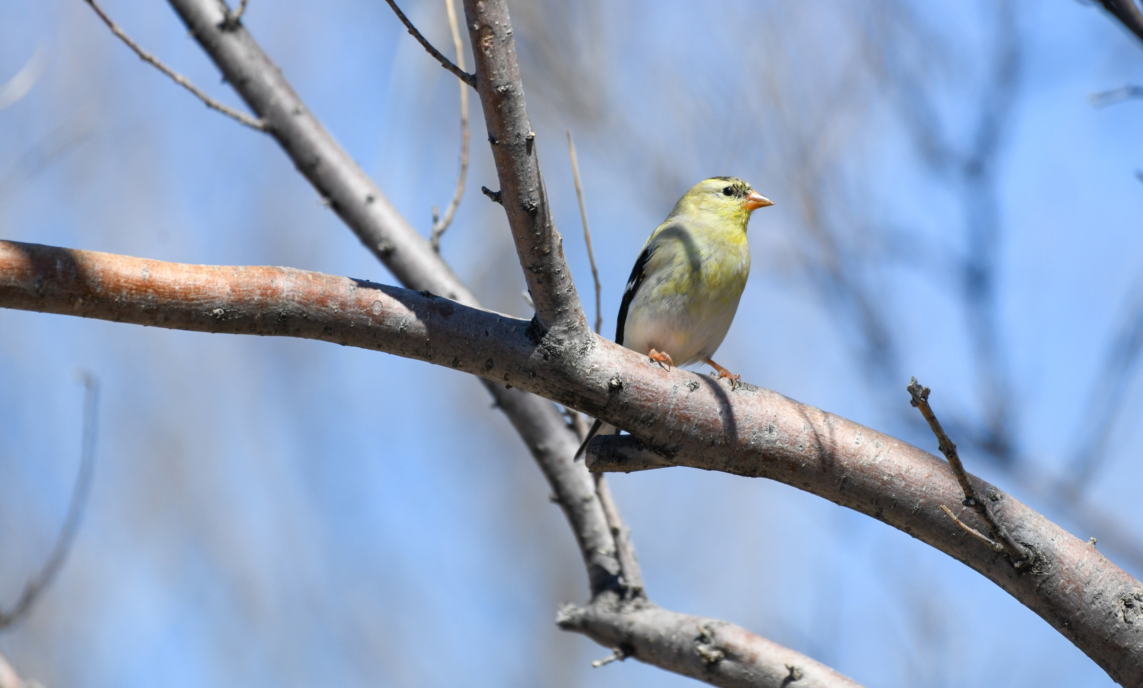 American Goldfinch