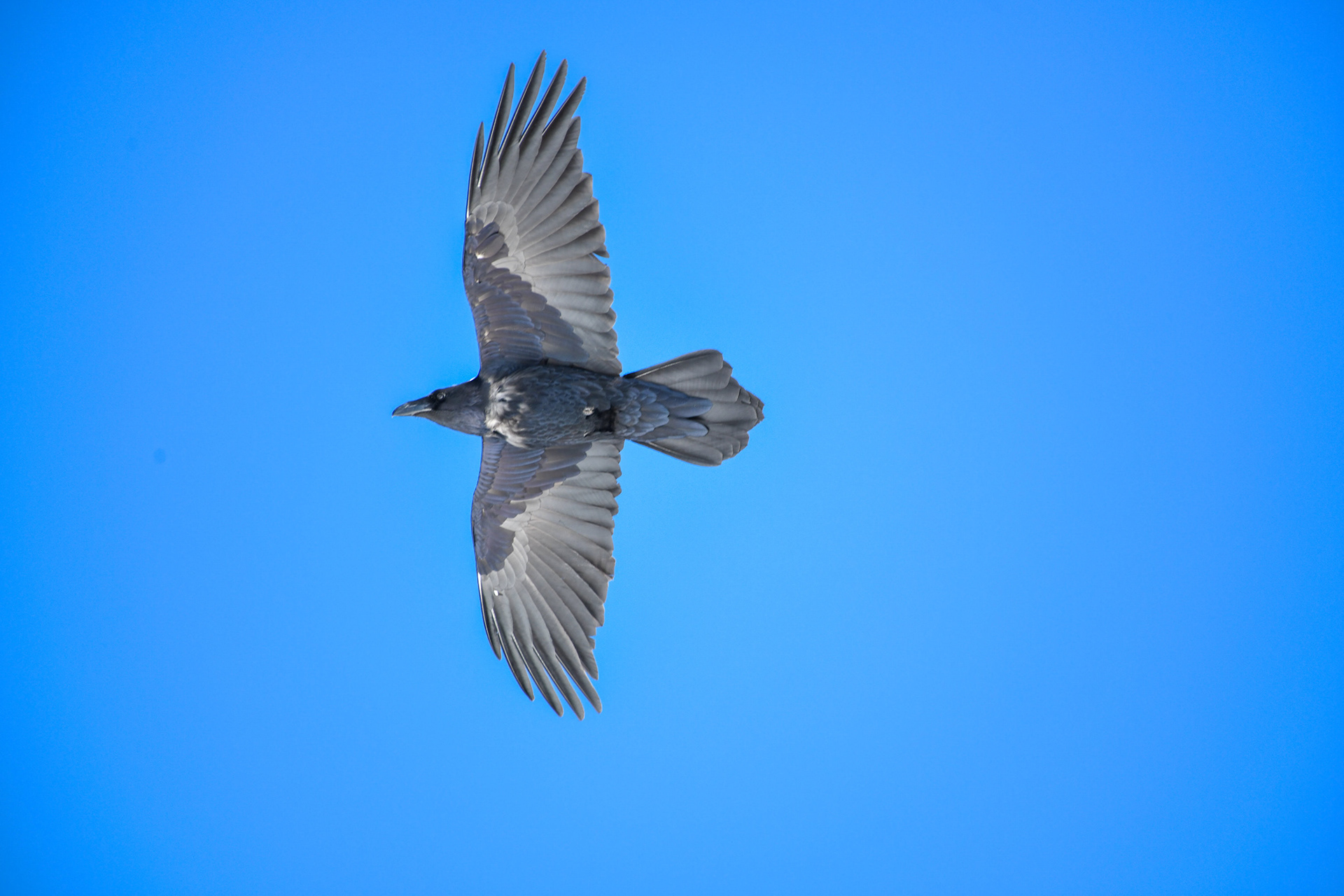 Raven