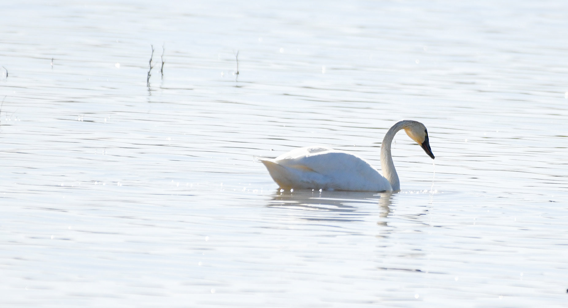 Tundra Swan