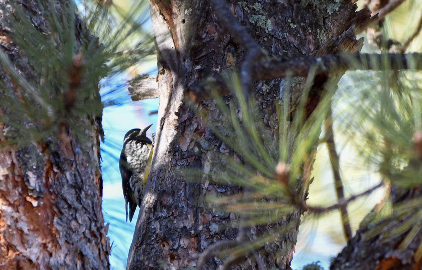 Williamson Sapsucker