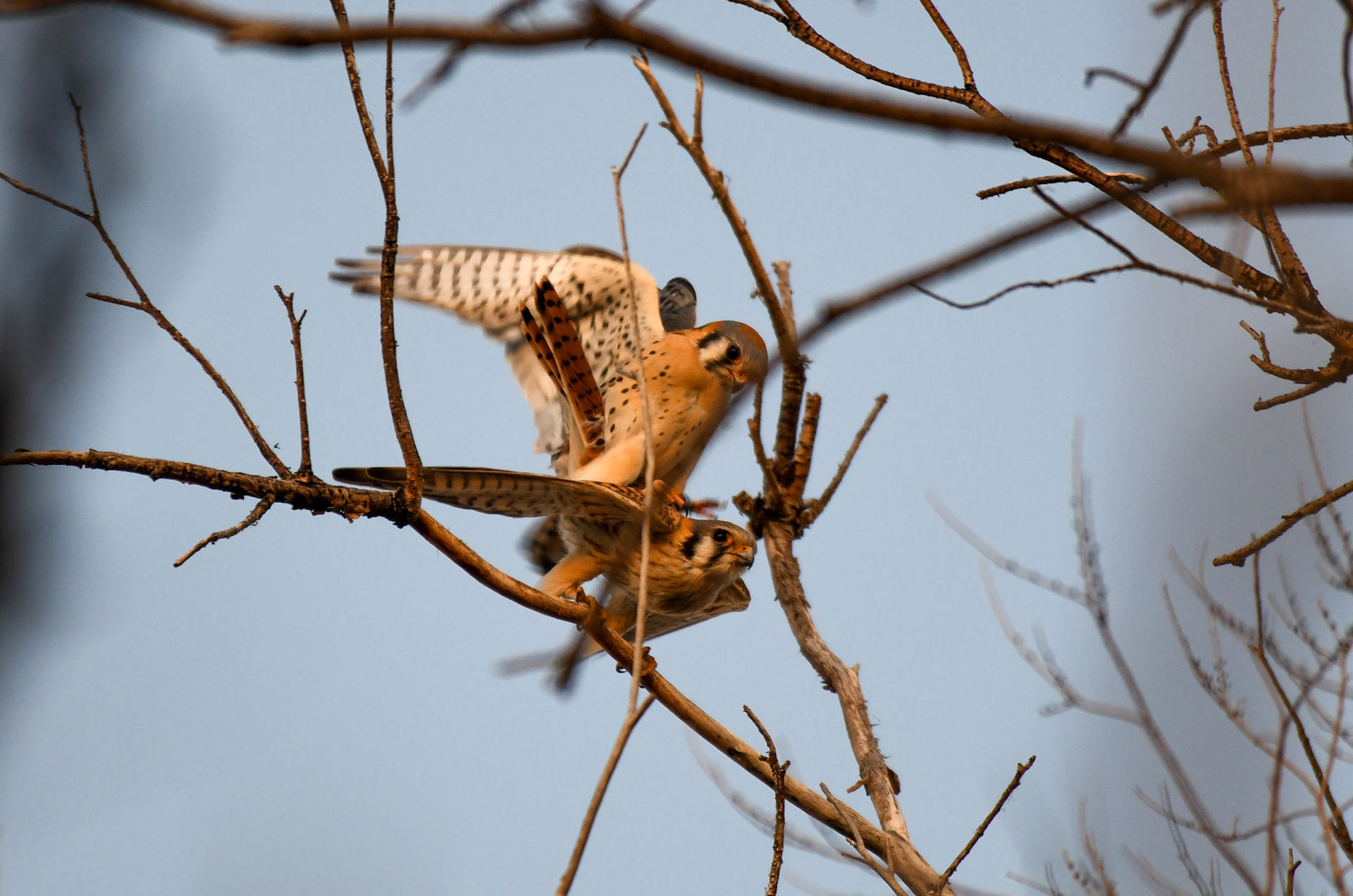 Kestrel