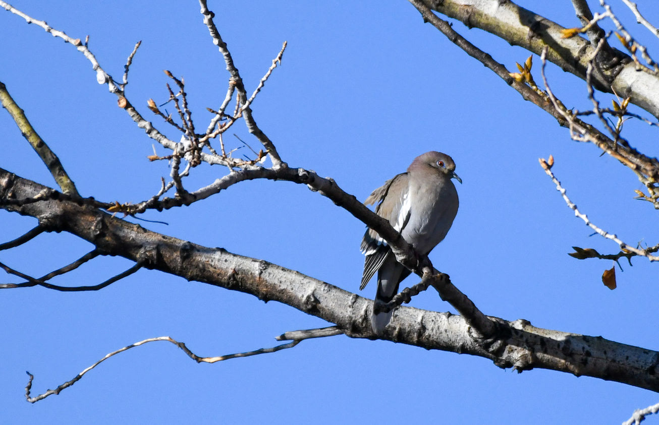 White-wingerd Dove