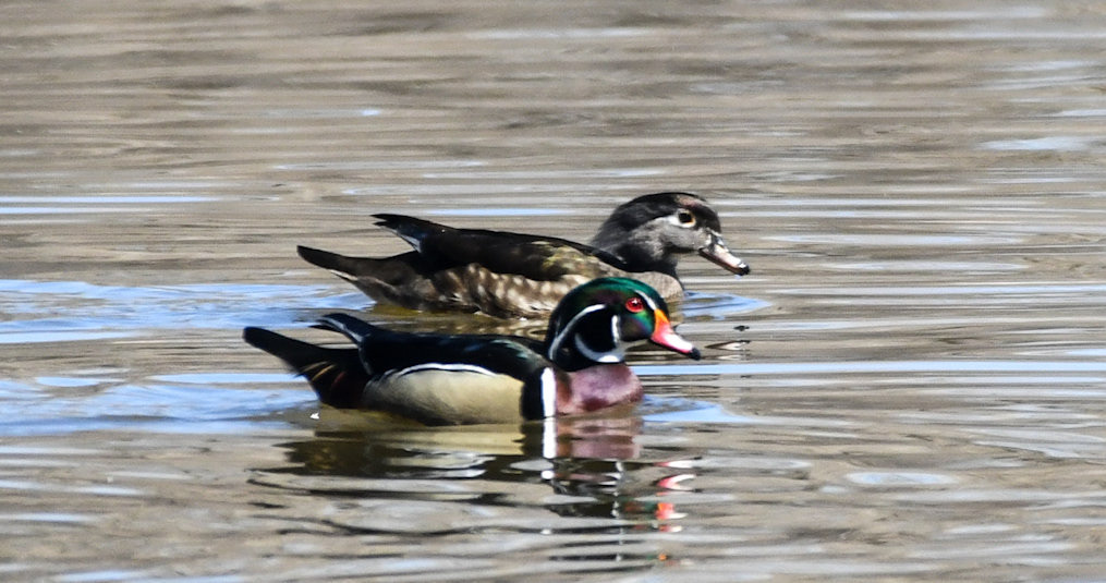 Woodduck