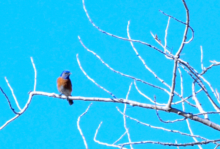Western Bluebird