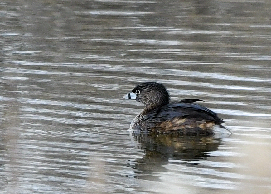 Pied-billed Grebe
