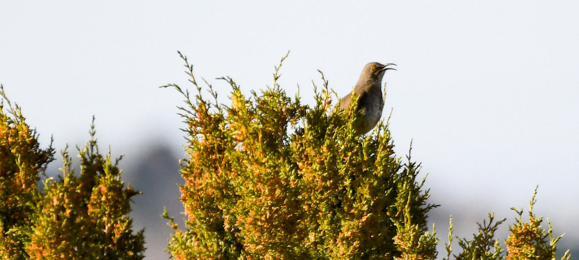 Curve-billed thrasher