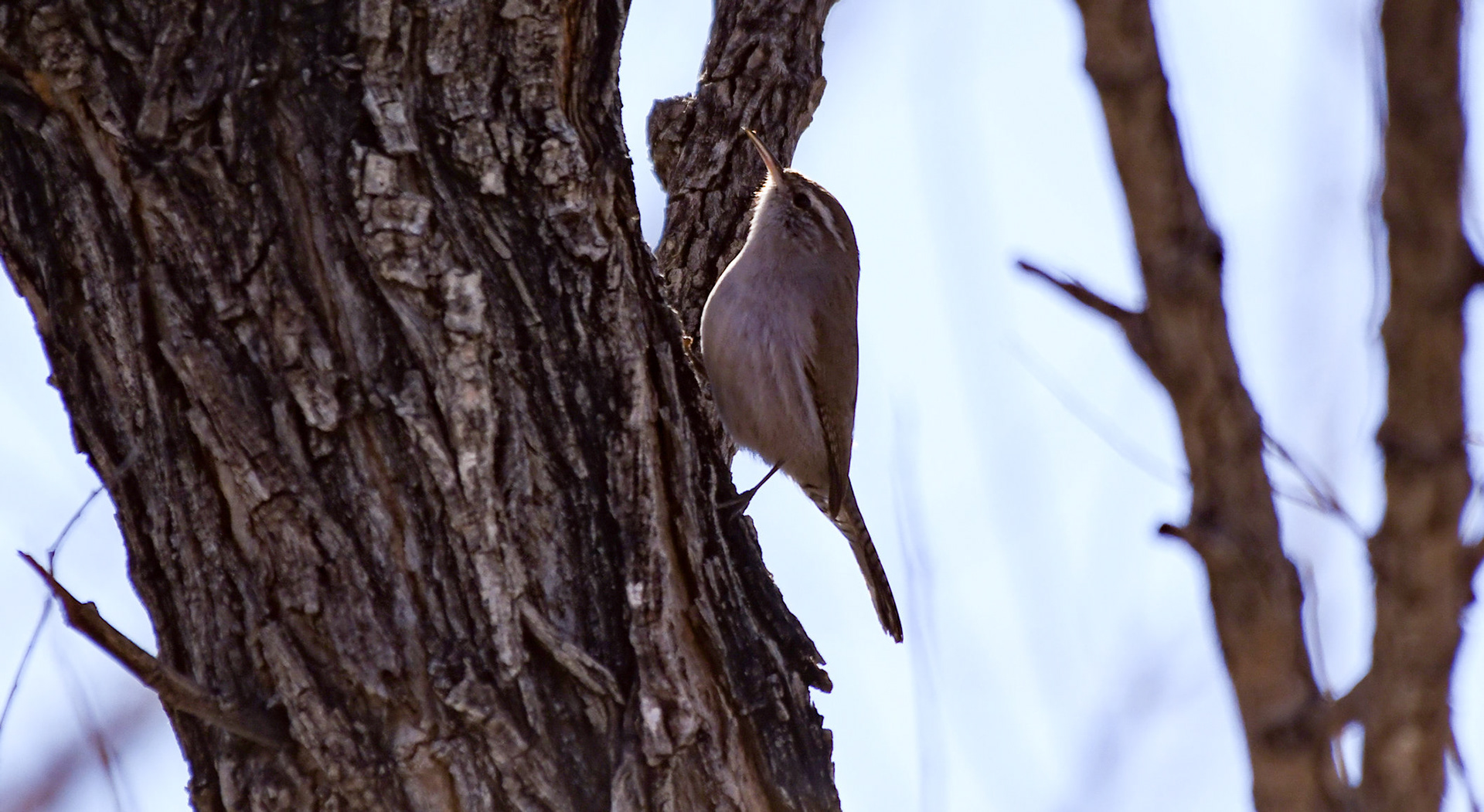 Bewick Wren