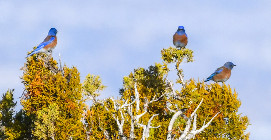 Western Bluebirds
