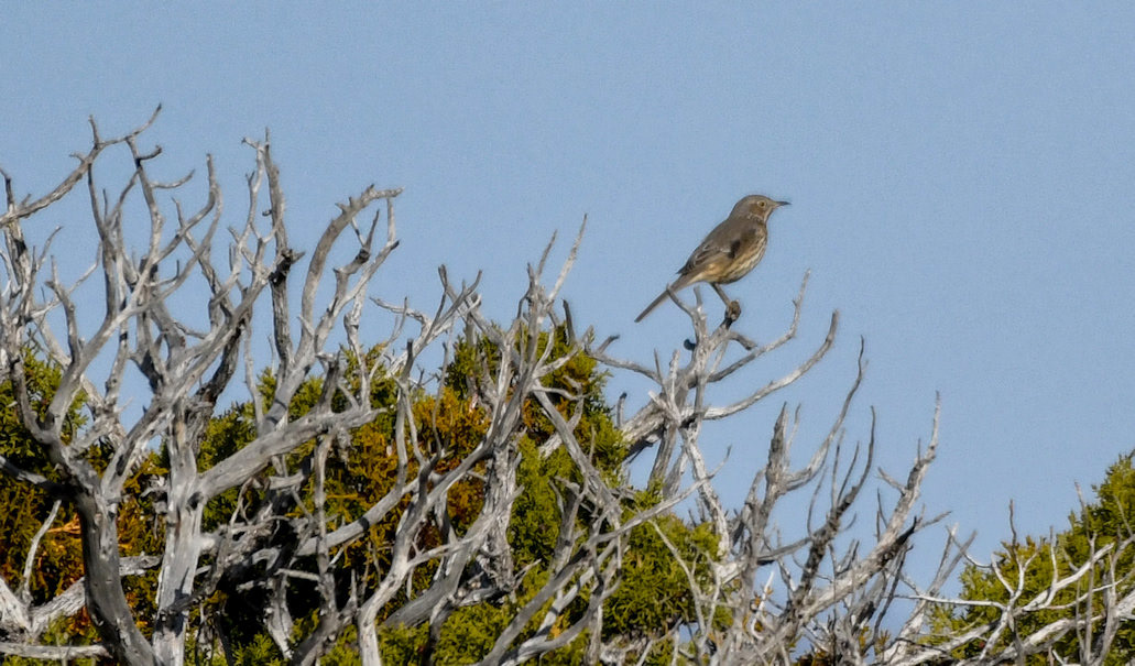 Sage Thrasher