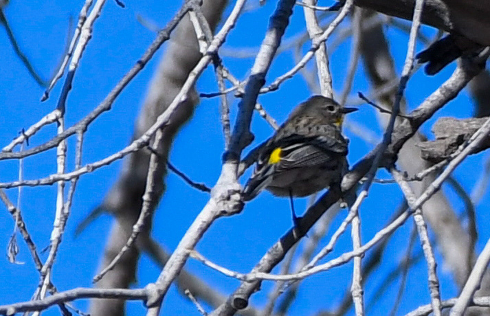 Audubon