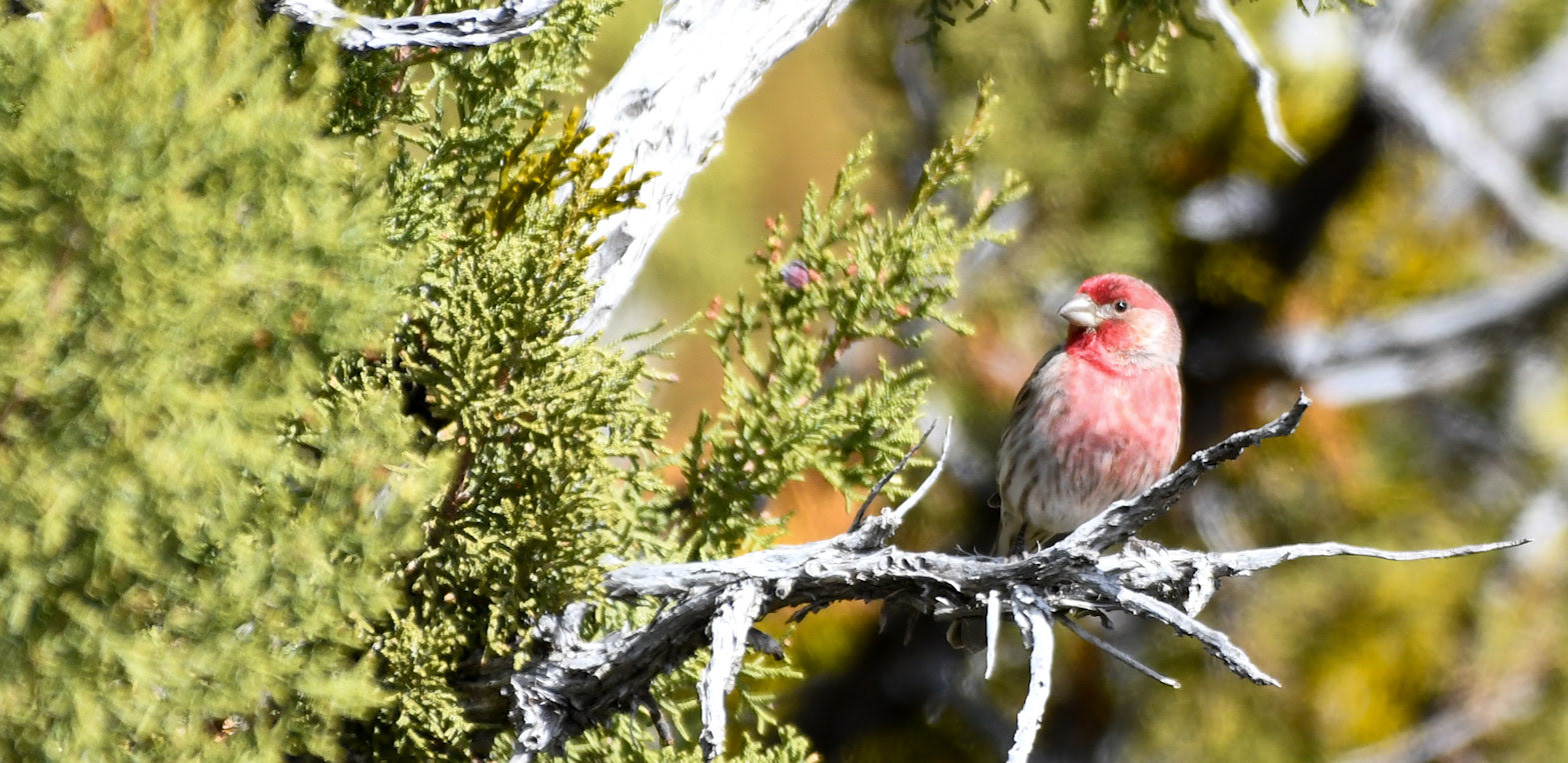 Huse Finch