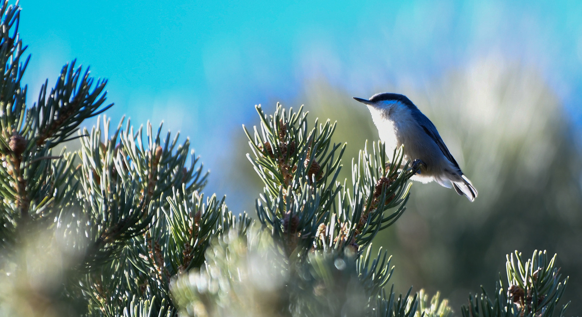 Pygmy Nuthatch