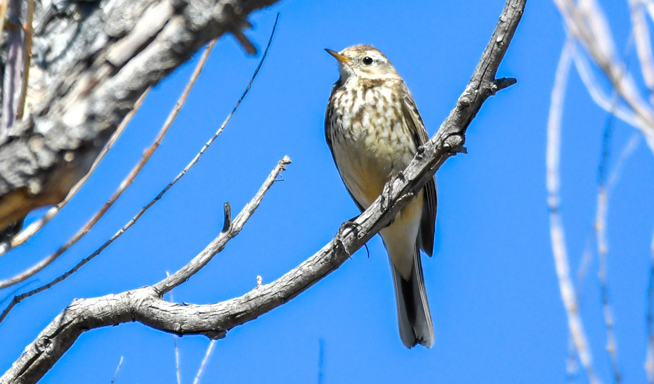 American Pipit