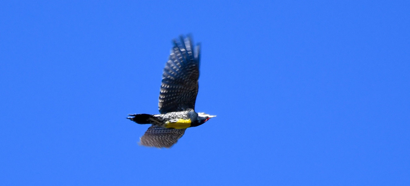 Williamson Sapsucker