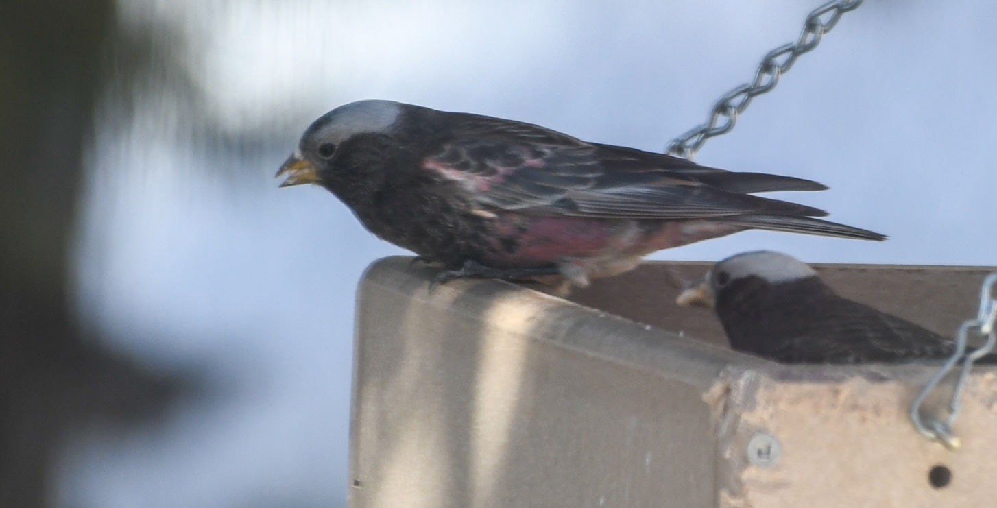 Rosy Finch