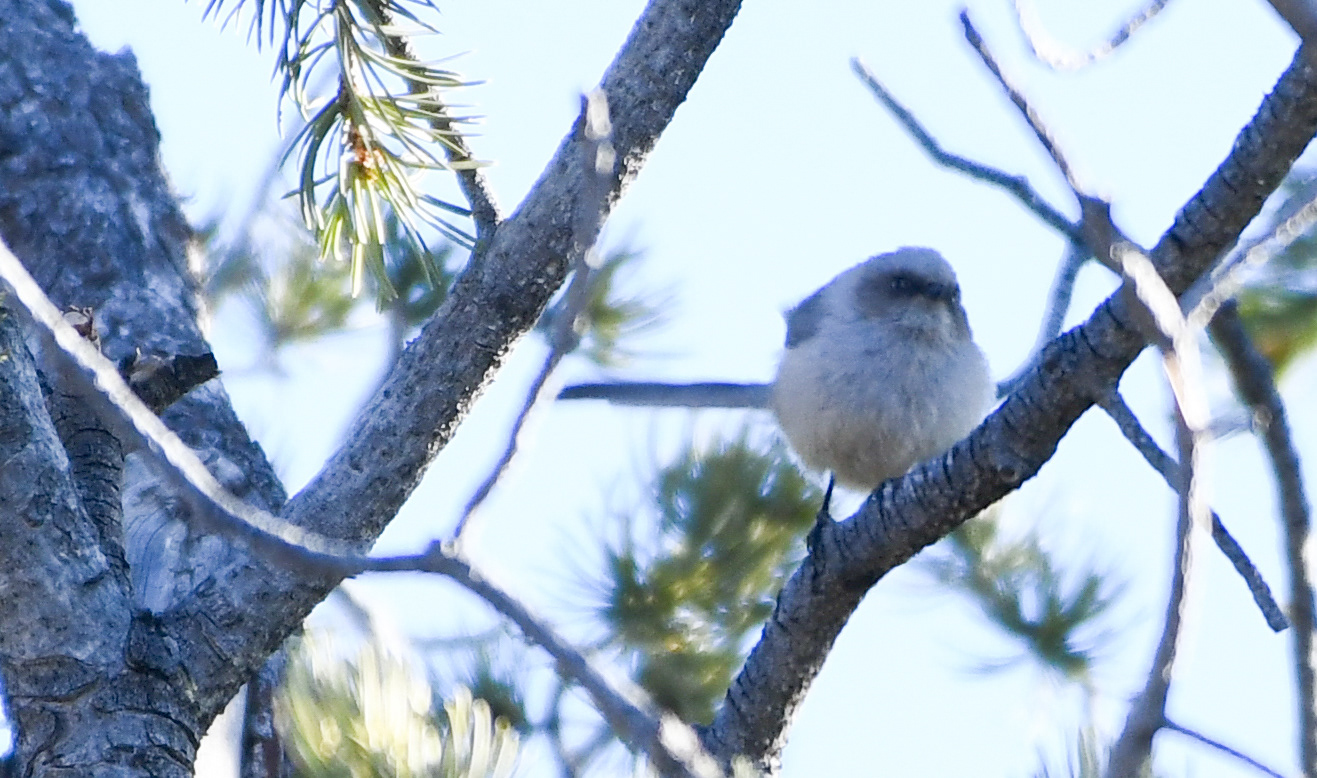 Bushtit