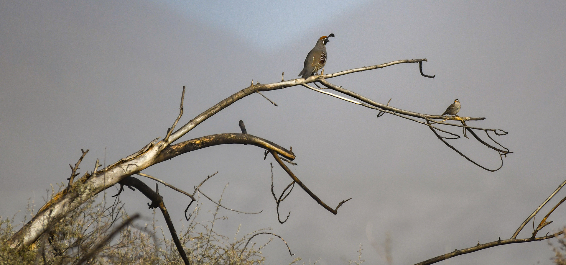 Gambel Quail