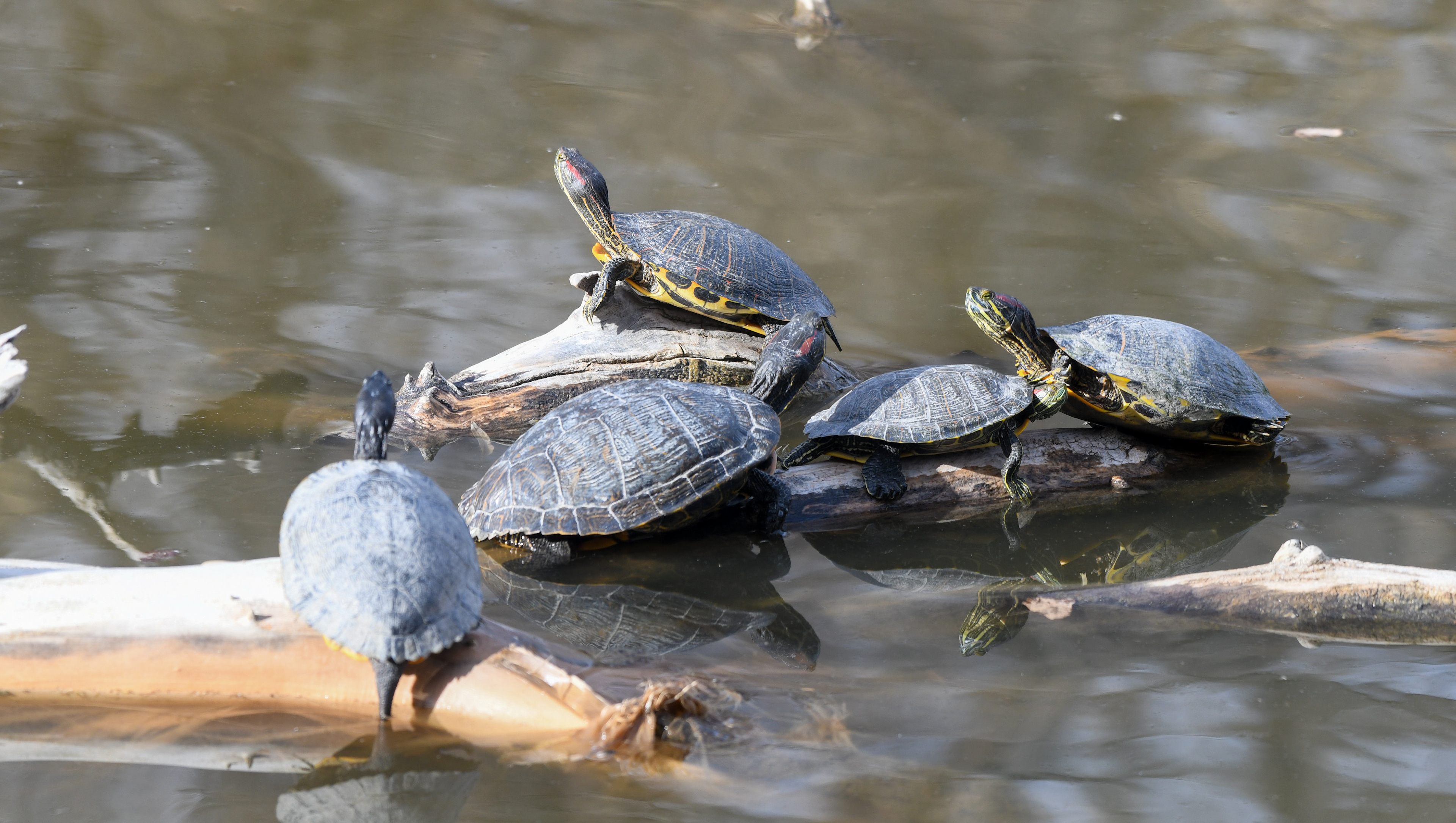 Turtles