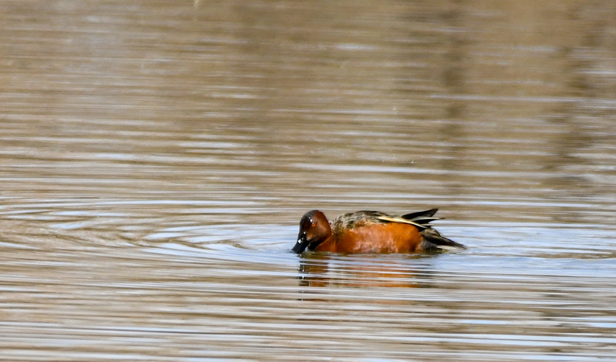 Cinnamon Teal