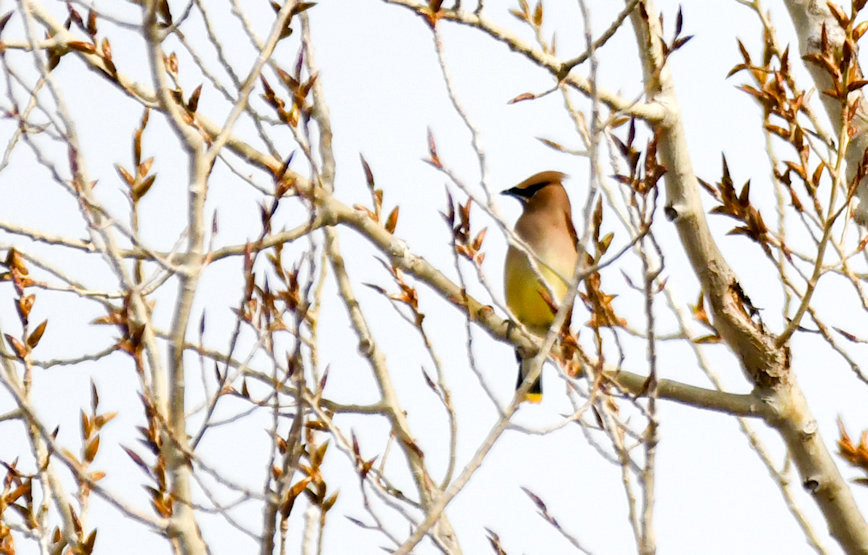Cedar Waxwing