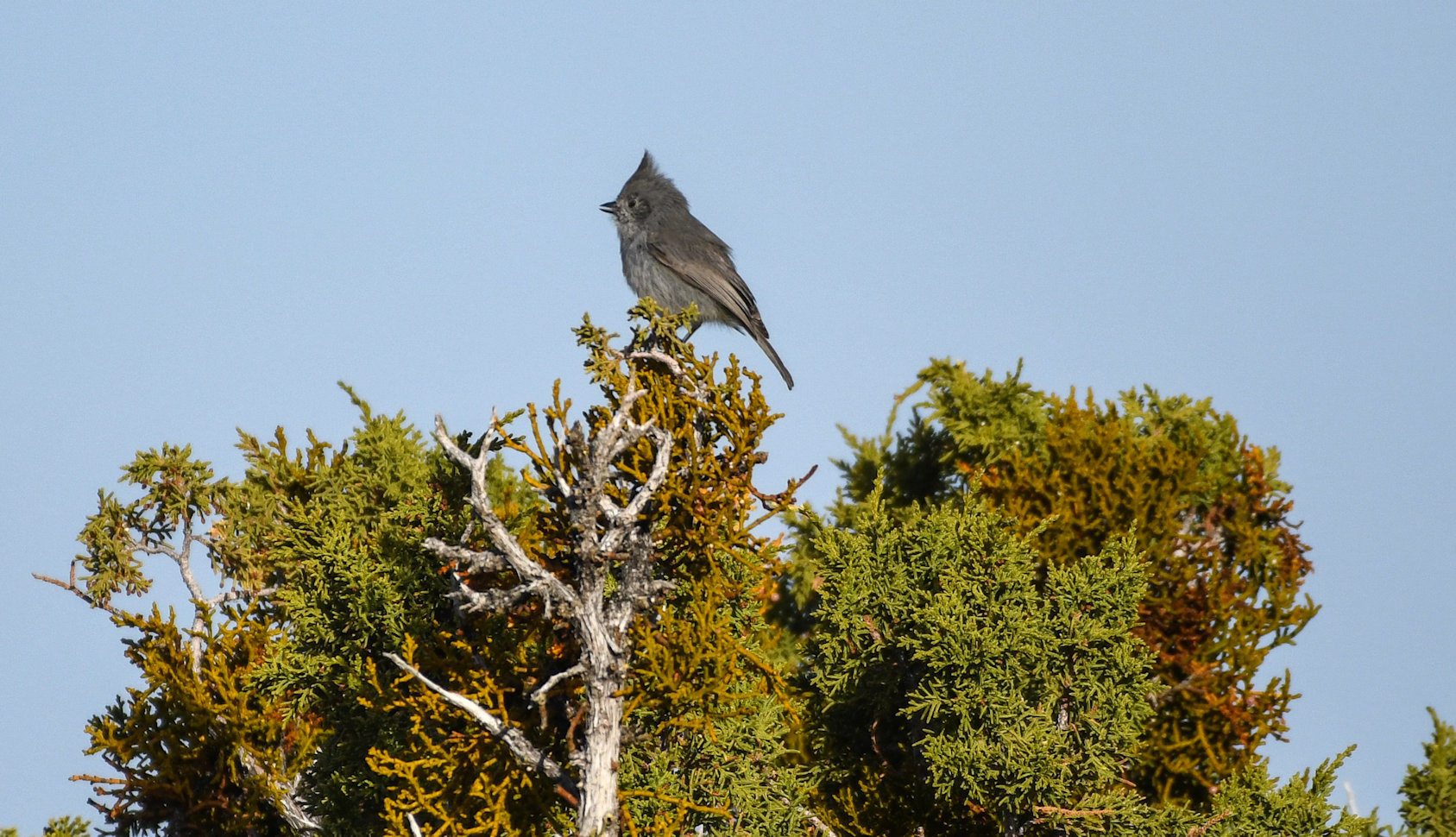 Juniper Titmouse