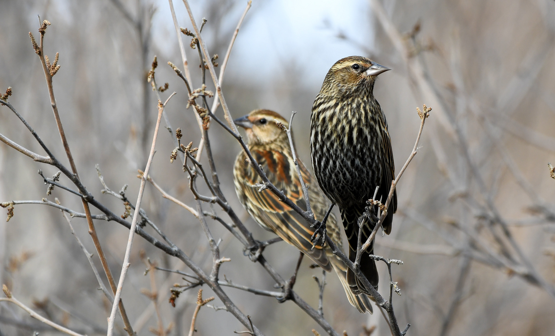Red-winged Blackbird