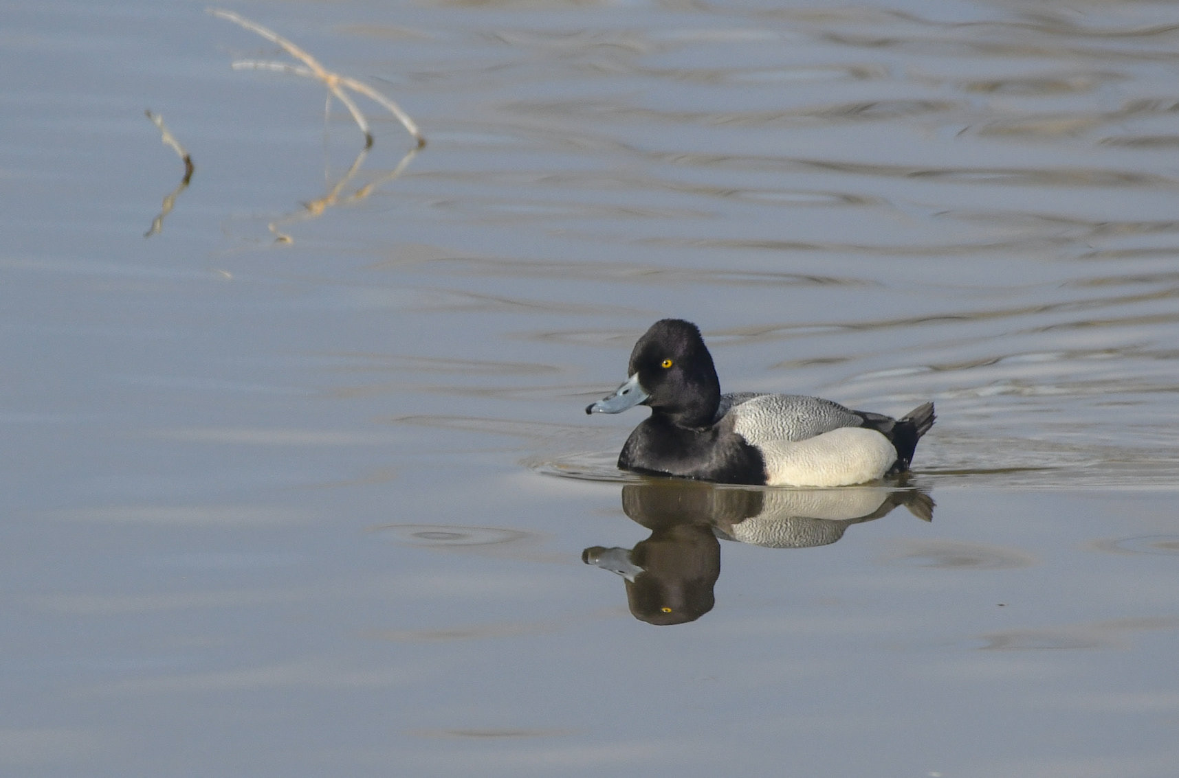 Lesser Scaup