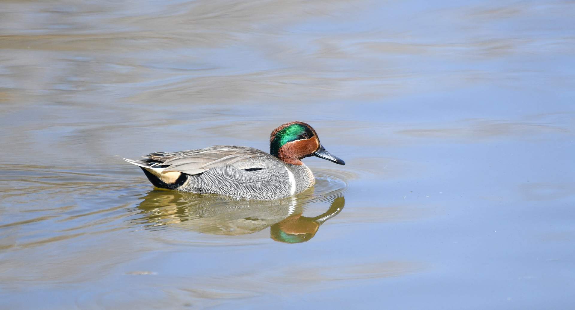 Green-winged Teal