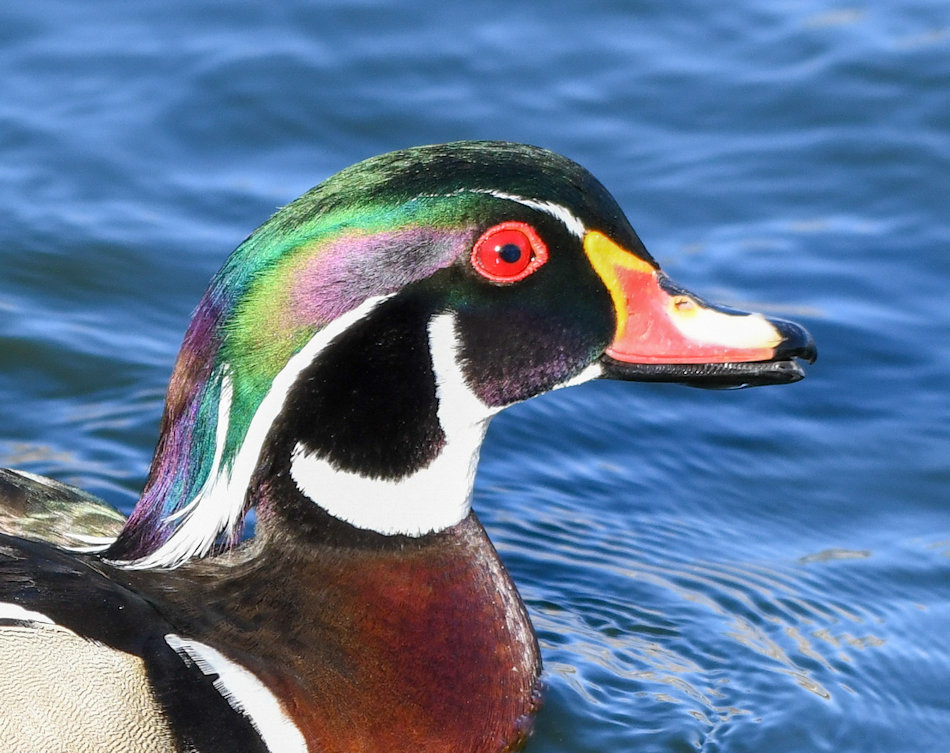 Wood Duck
