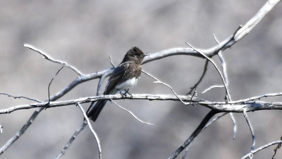 Black Phoebe