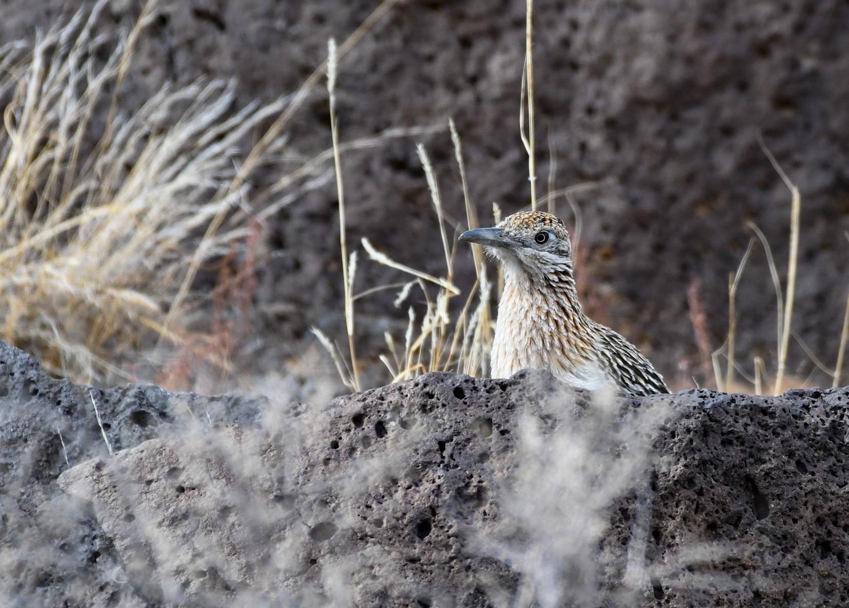 Greater Roadrunner
