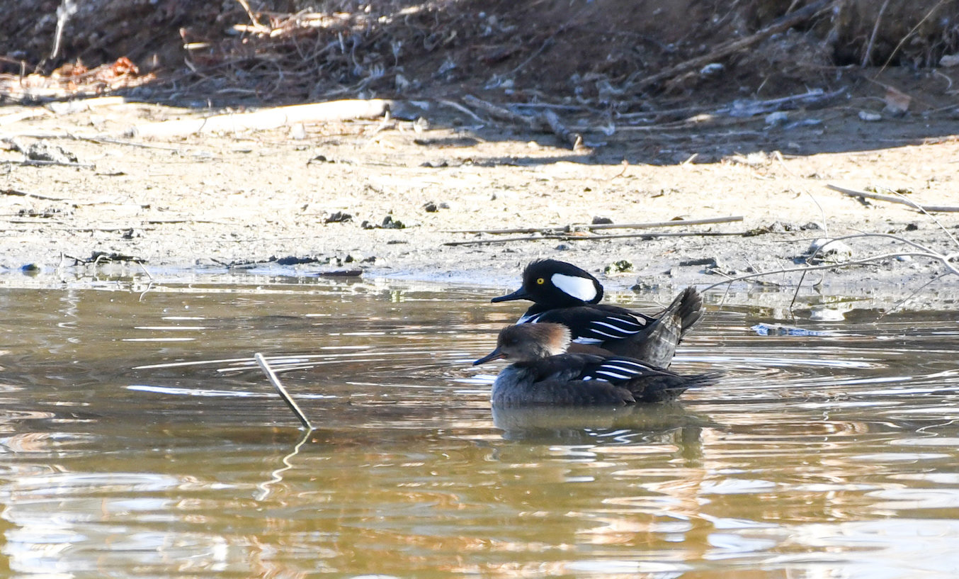 Hooded Merganser