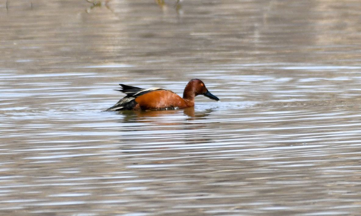 Cinnamon Teal