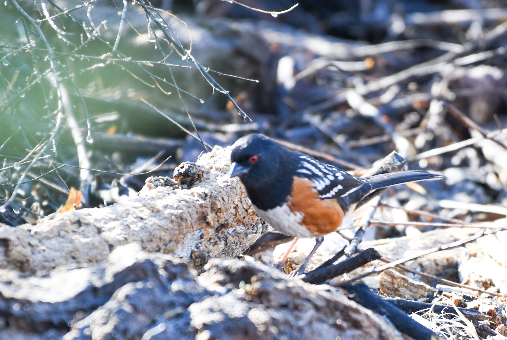 Spotted Towhee