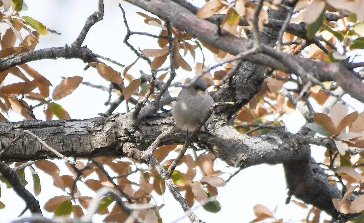 Bushtit