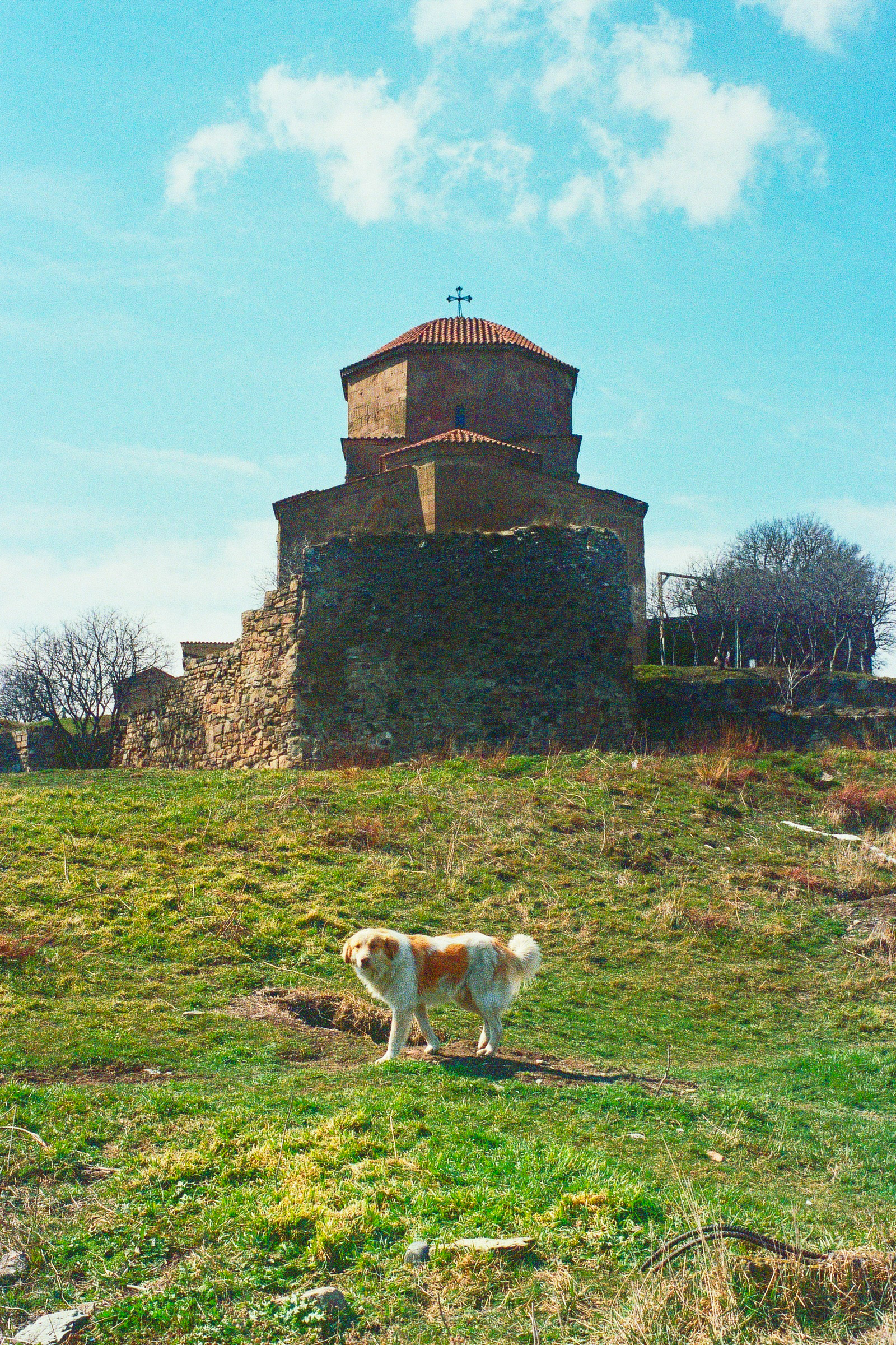 Fur friend at Jvari Monastery