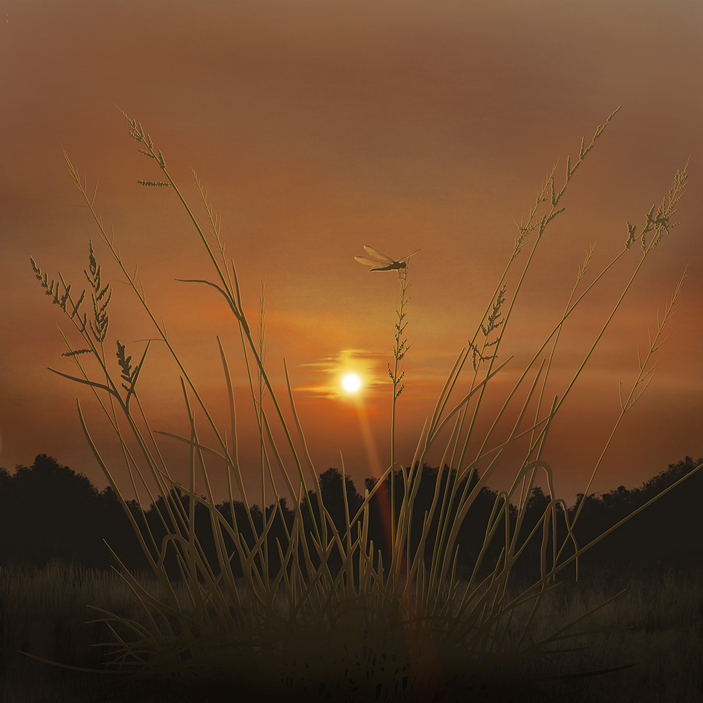 Summer Sunrise: #7