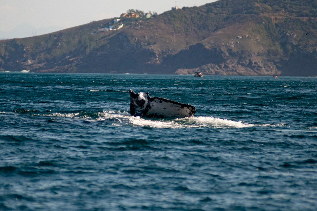 AVISTAMENTO DE BALEIAS JUBARTE EM ARRAIAL DO CABO, BRASIL, EM 28-07-2022
