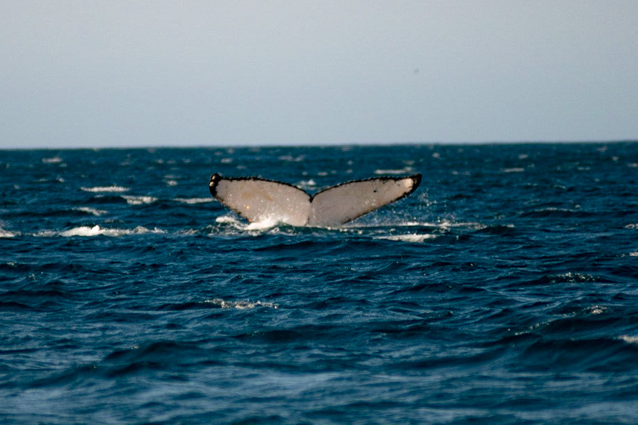 AVISTAMENTO DE BALEIAS JUBARTE EM ARRAIAL DO CABO, BRASIL, EM 28-07-2022