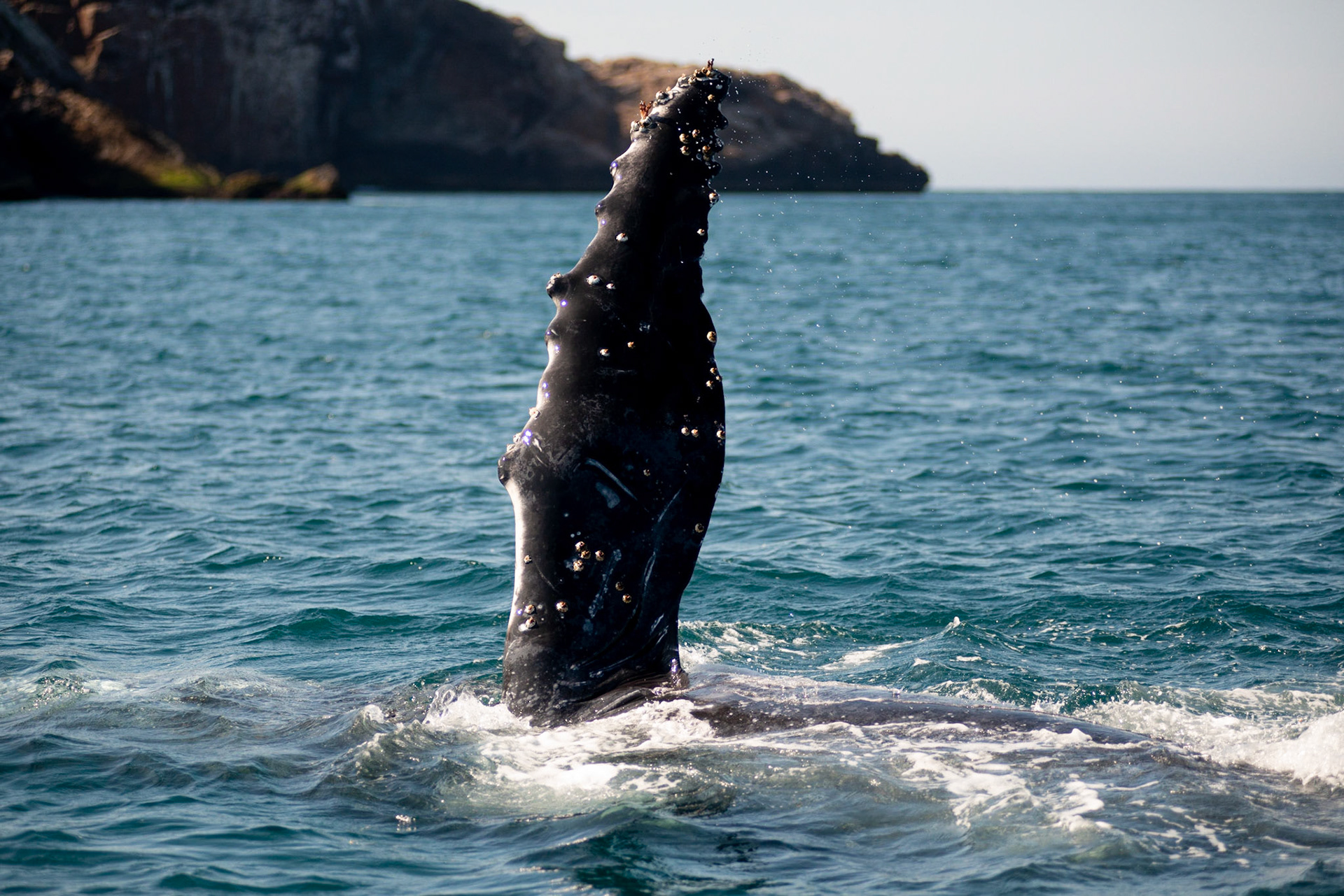 AVISTAMENTO DE BALEIAS JUBARTE EM ARRAIAL DO CABO, BRASIL, EM 28-07-2022