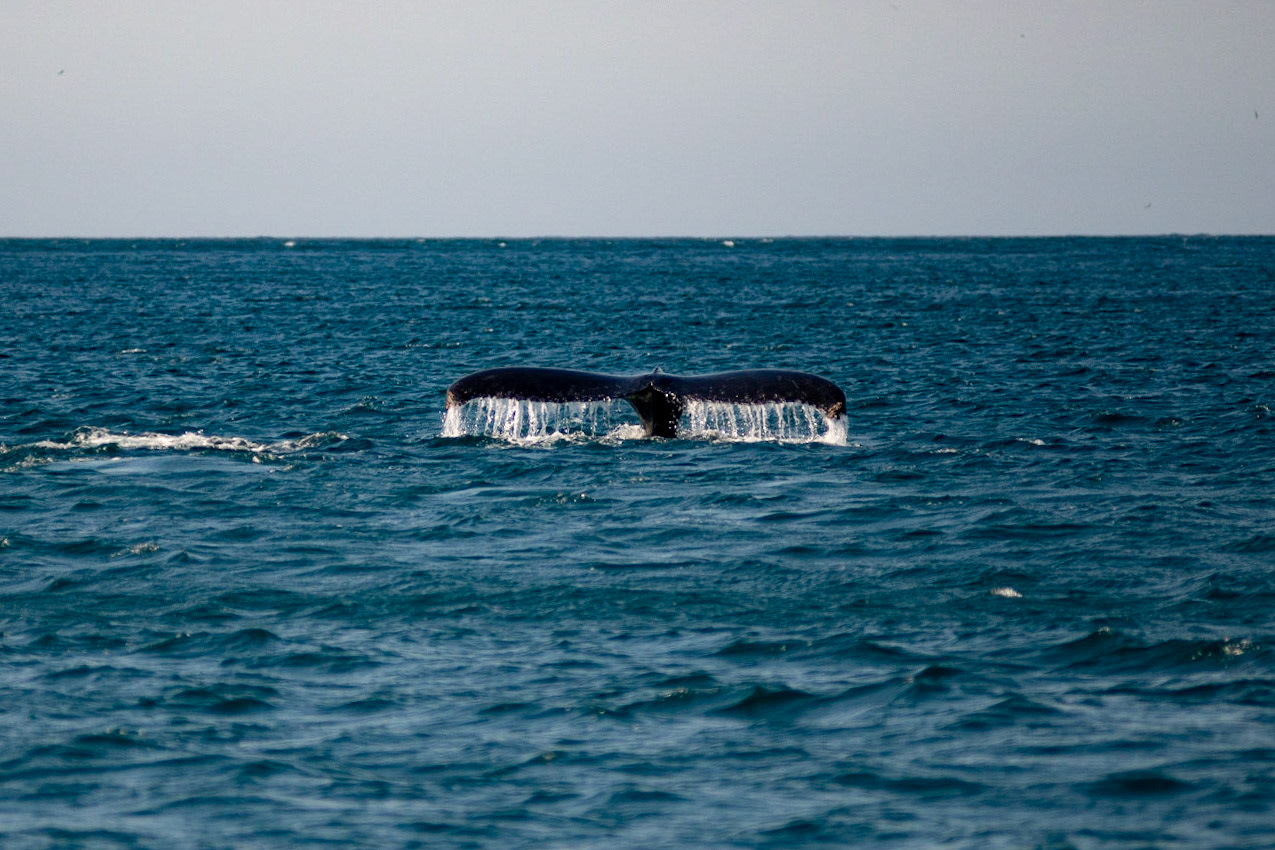 AVISTAMENTO DE BALEIAS JUBARTE EM ARRAIAL DO CABO, BRASIL, EM 28-07-2022