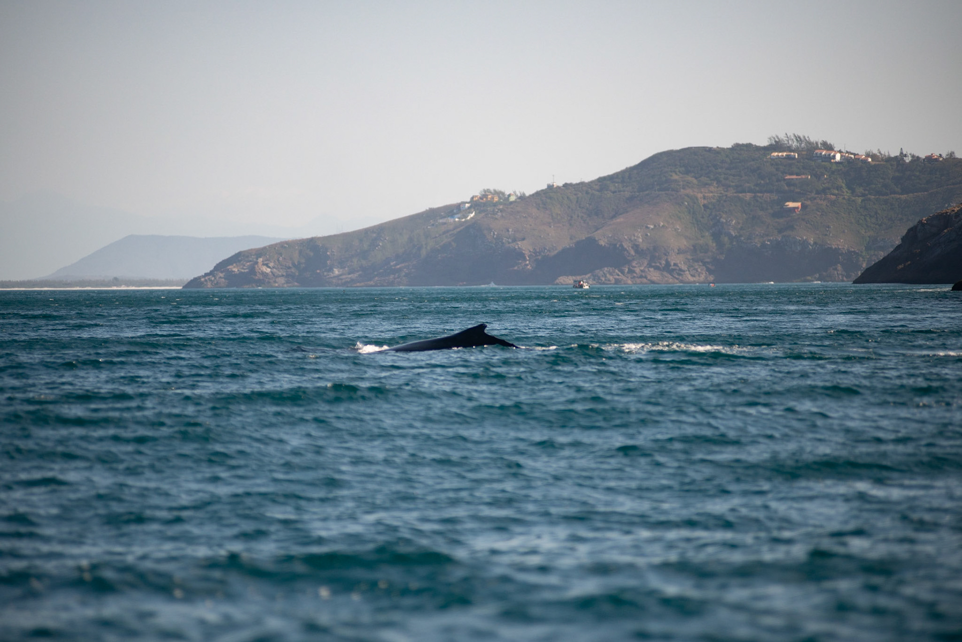 AVISTAMENTO DE BALEIAS JUBARTE EM ARRAIAL DO CABO, BRASIL, EM 28-07-2022