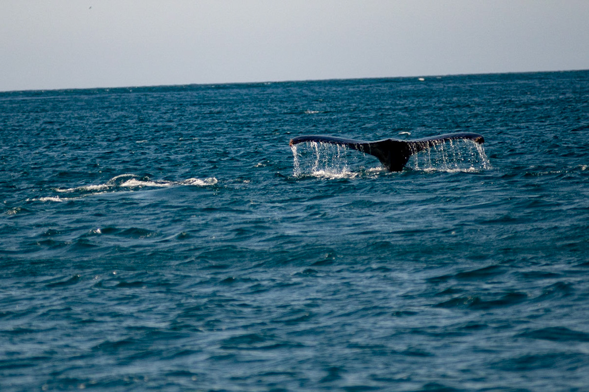 AVISTAMENTO DE BALEIAS JUBARTE EM ARRAIAL DO CABO, BRASIL, EM 28-07-2022