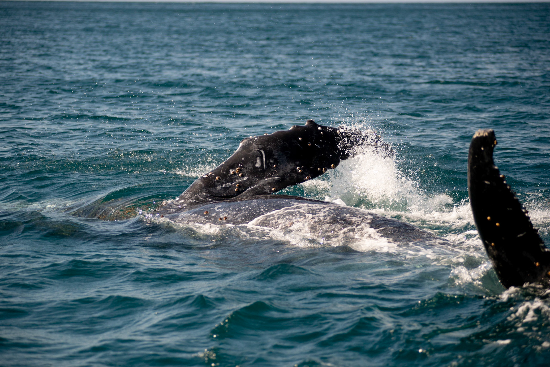 AVISTAMENTO DE BALEIAS JUBARTE EM ARRAIAL DO CABO, BRASIL, EM 28-07-2022