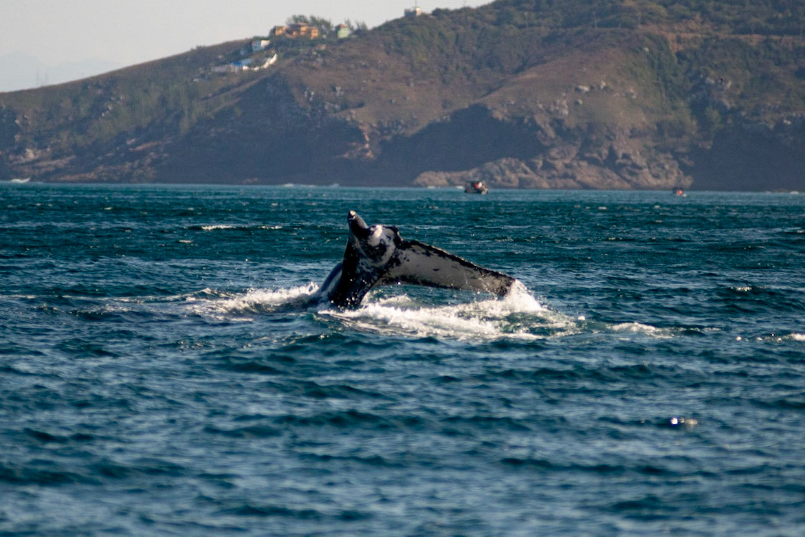 AVISTAMENTO DE BALEIAS JUBARTE EM ARRAIAL DO CABO, BRASIL, EM 28-07-2022